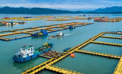 宁德蕉城水产业:满产赶订单,出海拓市场